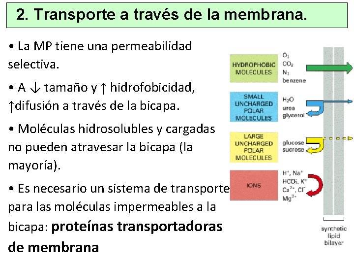2. Transporte a través de la membrana. • La MP tiene una permeabilidad selectiva.