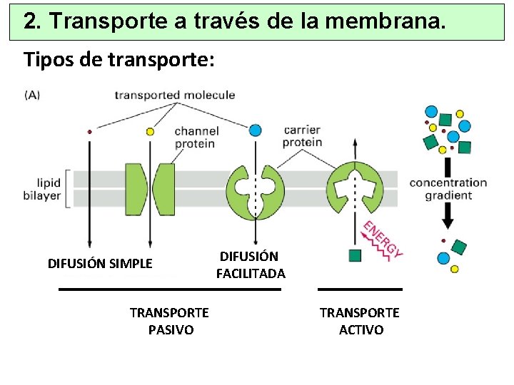 2. Transporte a través de la membrana. Tipos de transporte: DIFUSIÓN SIMPLE TRANSPORTE PASIVO