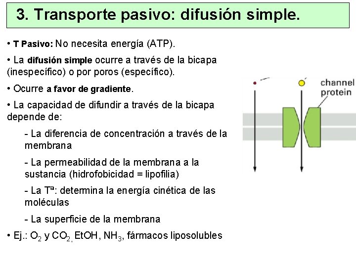 3. Transporte pasivo: difusión simple. • T Pasivo: No necesita energía (ATP). • La