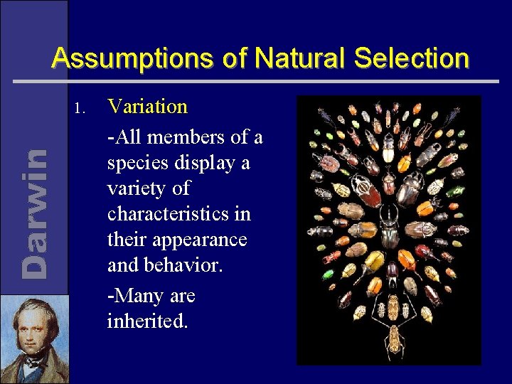 Assumptions of Natural Selection 1. Variation -All members of a species display a variety
