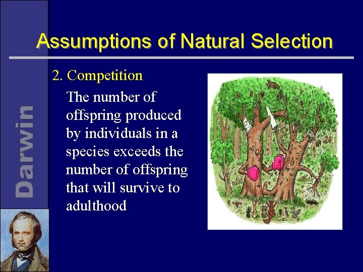 Assumptions of Natural Selection 2. Competition The number of offspring produced by individuals in