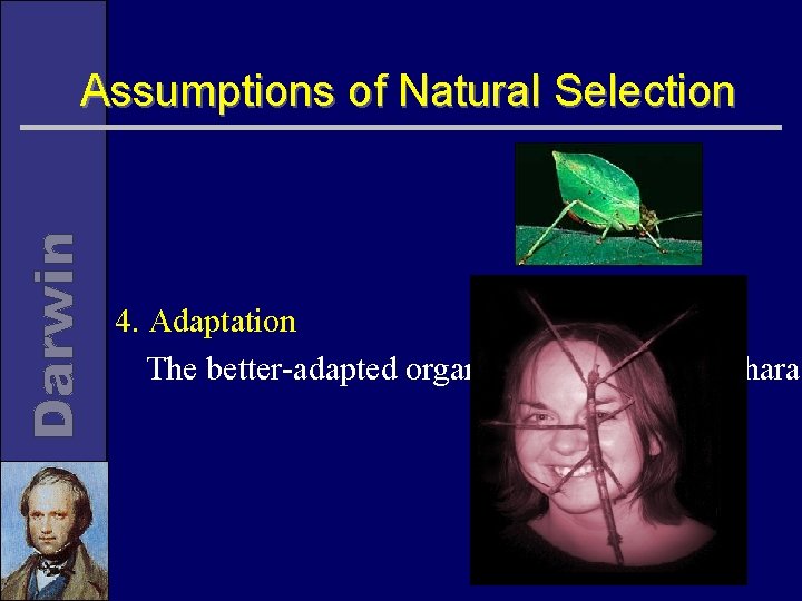 Assumptions of Natural Selection 4. Adaptation The better-adapted organisms pass on their charac 