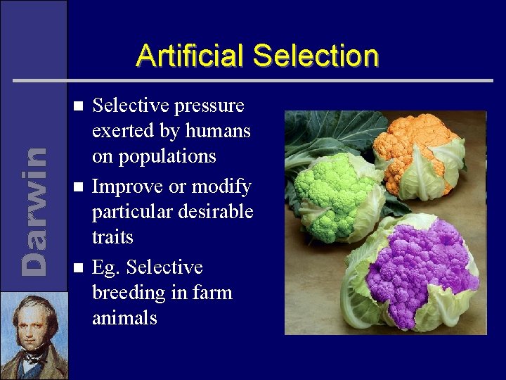 Artificial Selection n Selective pressure exerted by humans on populations Improve or modify particular