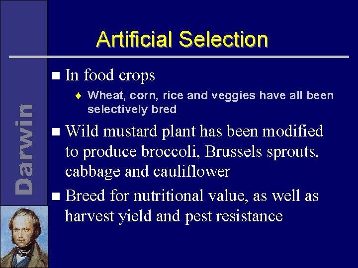 Artificial Selection n In food crops ¨ Wheat, corn, rice and veggies have all