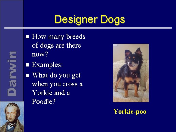 Designer Dogs n n n How many breeds of dogs are there now? Examples: