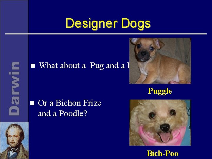 Designer Dogs n What about a Pug and a Beagle? Puggle n Or a
