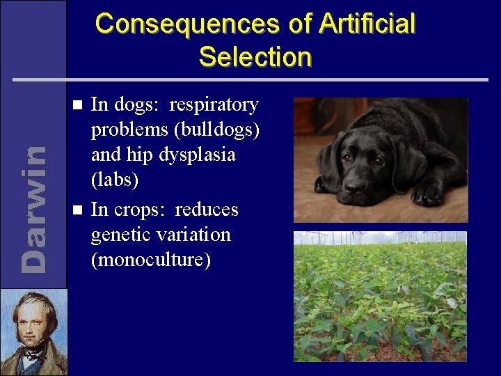 Consequences of Artificial Selection n n In dogs: respiratory problems (bulldogs) and hip dysplasia