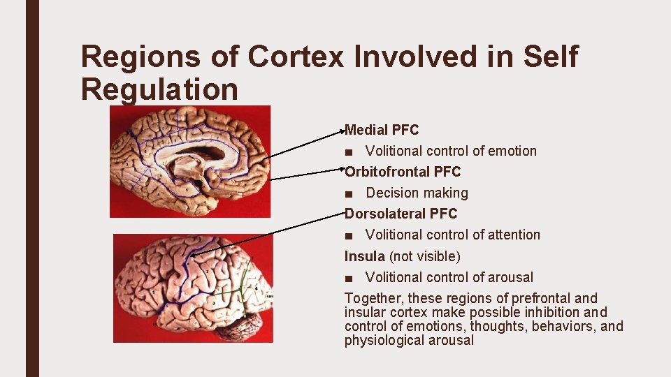 Regions of Cortex Involved in Self Regulation Medial PFC ■ Volitional control of emotion