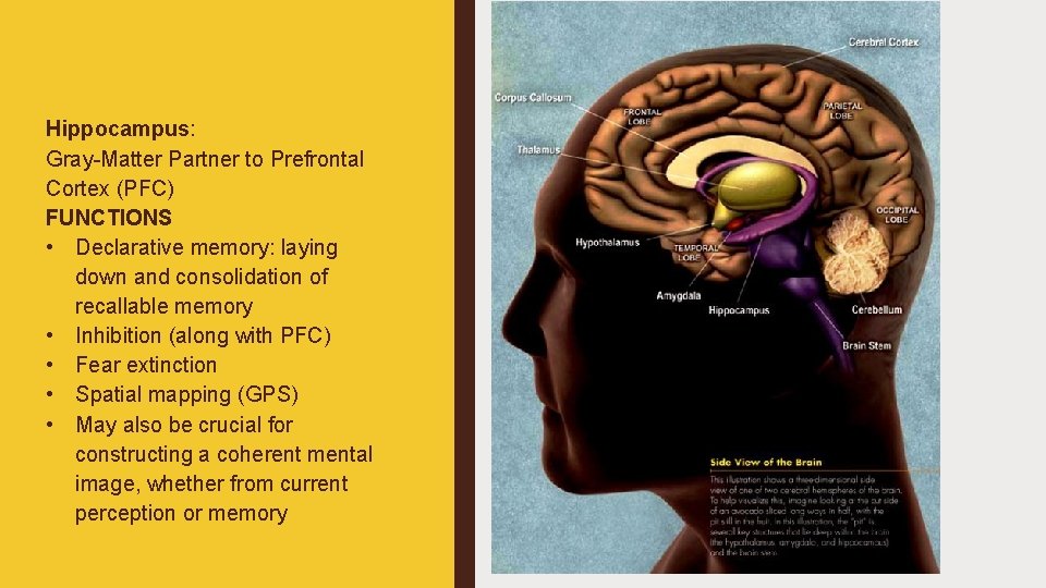 Hippocampus: Gray-Matter Partner to Prefrontal Cortex (PFC) FUNCTIONS • Declarative memory: laying down and