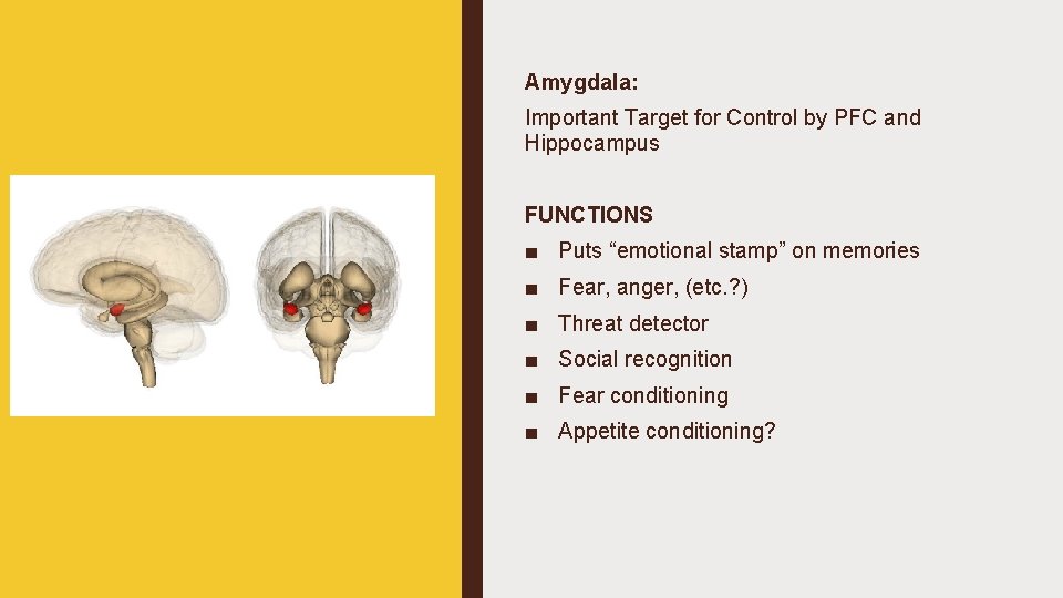 Amygdala: Important Target for Control by PFC and Hippocampus FUNCTIONS ■ Puts “emotional stamp”