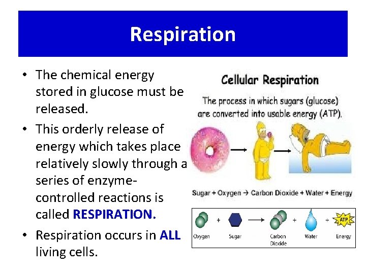 Respiration • The chemical energy stored in glucose must be released. • This orderly