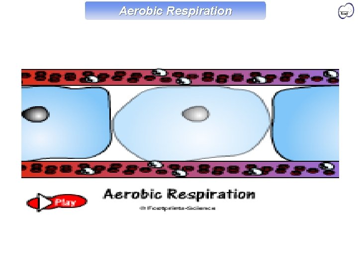 Aerobic Respiration 