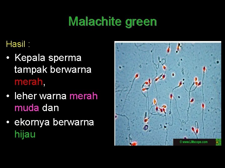 Malachite green Hasil : • Kepala sperma tampak berwarna merah, • leher warna merah