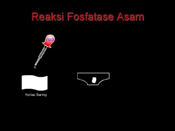 Reaksi Fosfatase Asam 