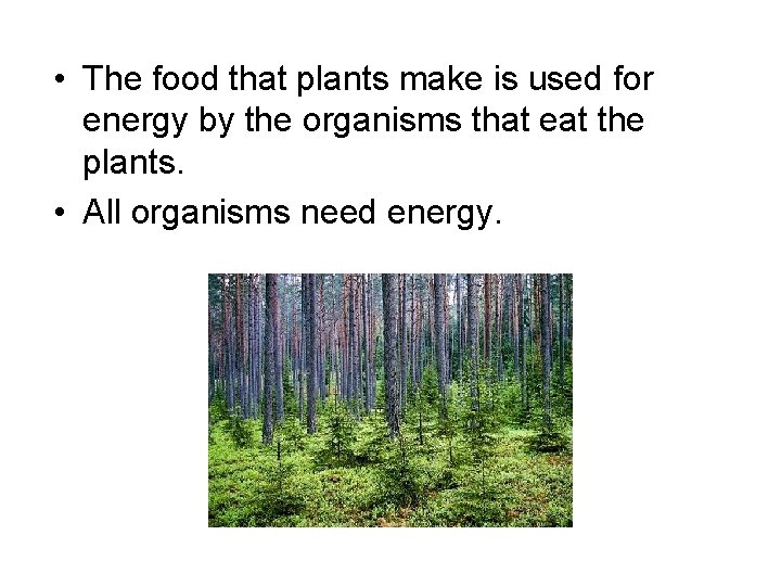  • The food that plants make is used for energy by the organisms