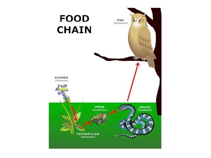 Ecosystems What do you know about ecosystems