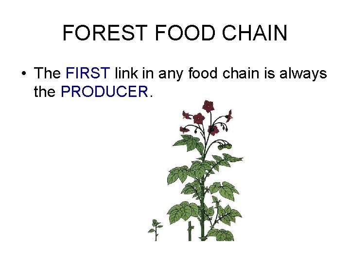 FOREST FOOD CHAIN • The FIRST link in any food chain is always the