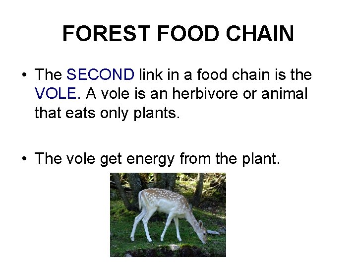FOREST FOOD CHAIN • The SECOND link in a food chain is the VOLE.