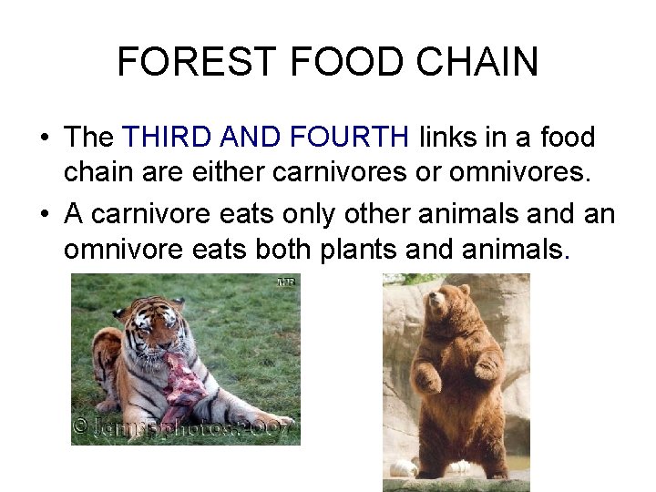 FOREST FOOD CHAIN • The THIRD AND FOURTH links in a food chain are