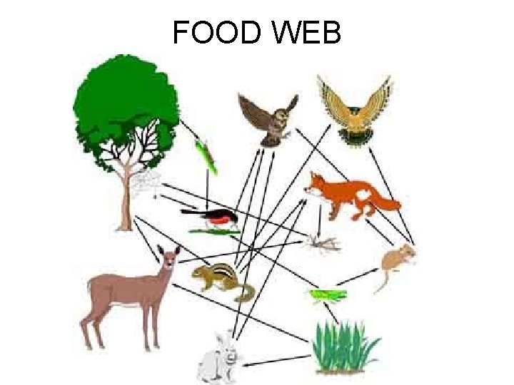 FOOD WEB 