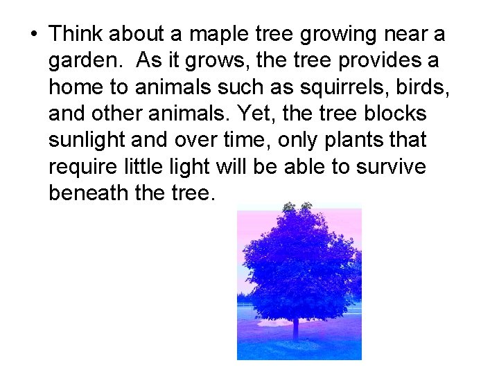  • Think about a maple tree growing near a garden. As it grows,