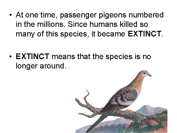  • At one time, passenger pigeons numbered in the millions. Since humans killed