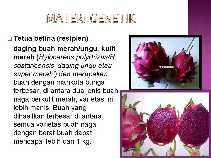 � Tetua betina (resipien) : daging buah merah/ungu, kulit merah (Hylocereus polyrhizus/H. costaricensis ‘daging