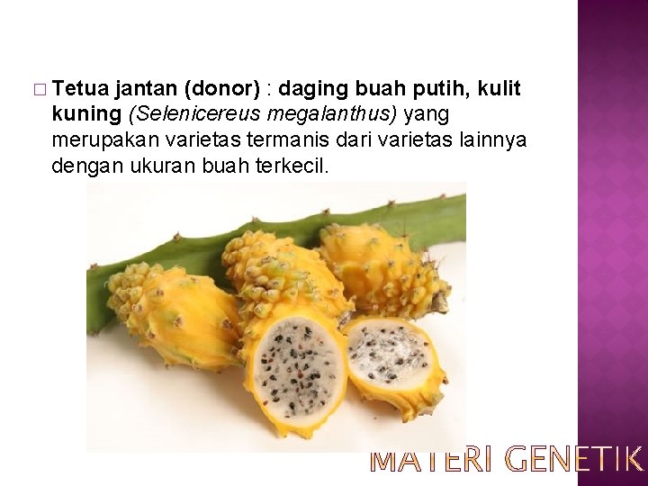 � Tetua jantan (donor) : daging buah putih, kulit kuning (Selenicereus megalanthus) yang merupakan