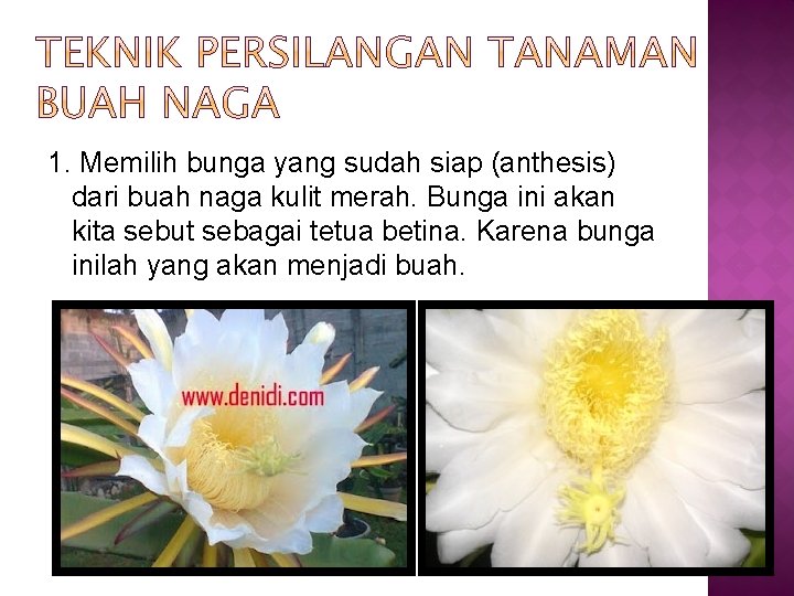 1. Memilih bunga yang sudah siap (anthesis) dari buah naga kulit merah. Bunga ini