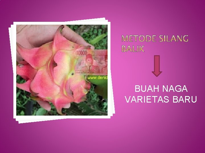 BUAH NAGA VARIETAS BARU 