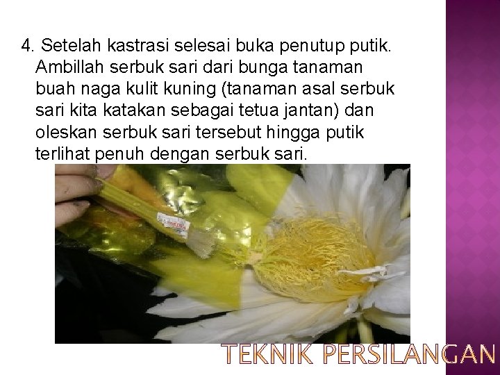 4. Setelah kastrasi selesai buka penutup putik. Ambillah serbuk sari dari bunga tanaman buah