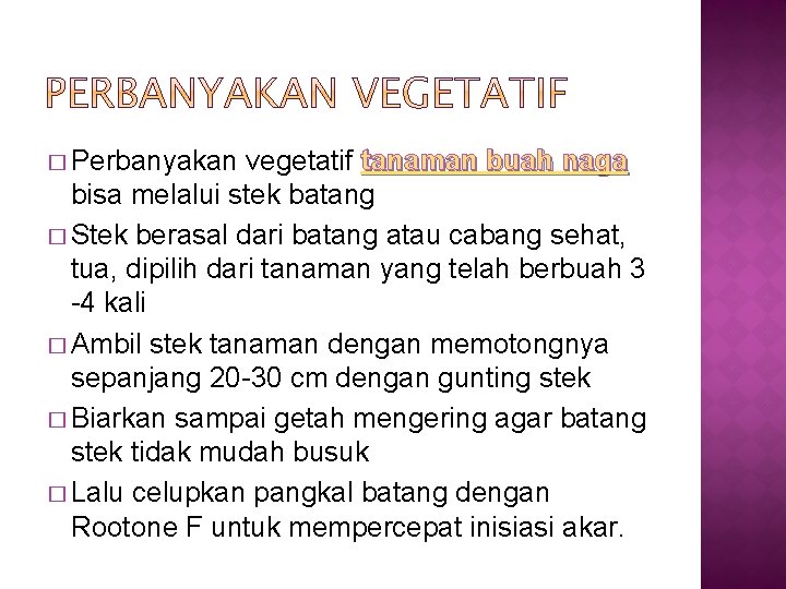 � Perbanyakan vegetatif tanaman buah naga bisa melalui stek batang � Stek berasal dari