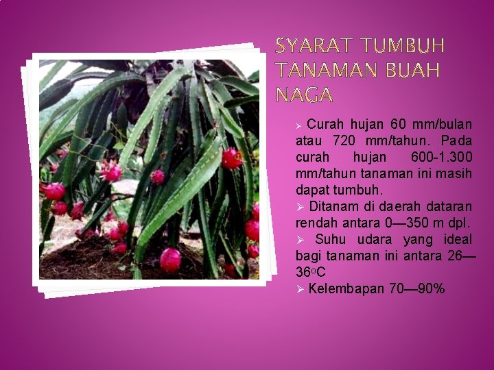 Curah hujan 60 mm/bulan atau 720 mm/tahun. Pada curah hujan 600 -1. 300 mm/tahun