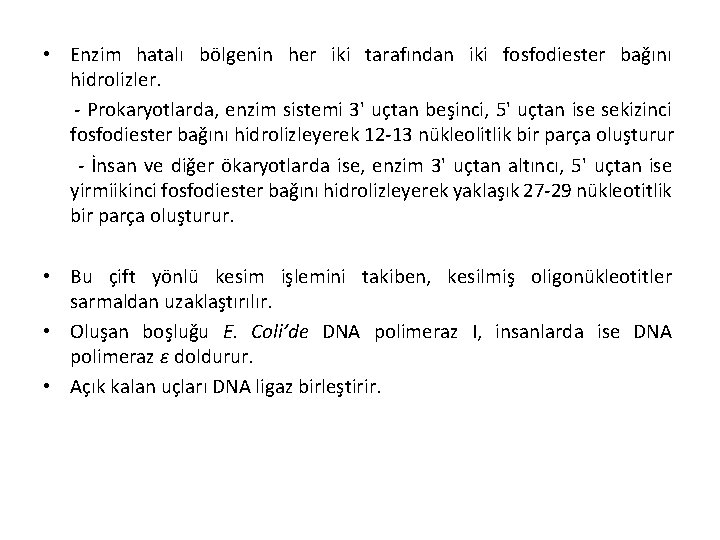  • Enzim hatalı bölgenin her iki tarafından iki fosfodiester bağını hidrolizler. - Prokaryotlarda,