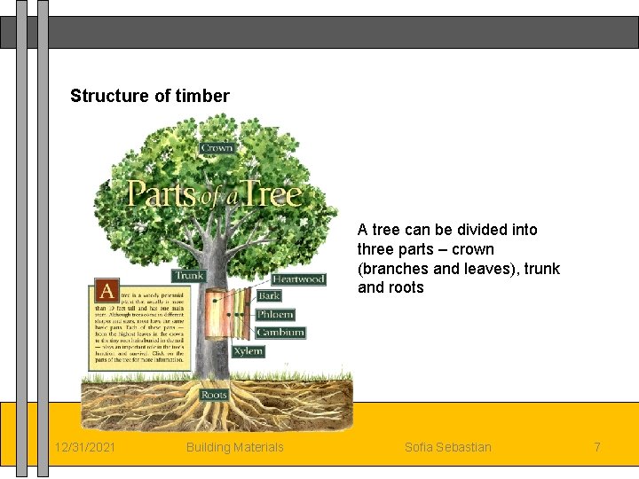 Structure of timber A tree can be divided into three parts – crown (branches