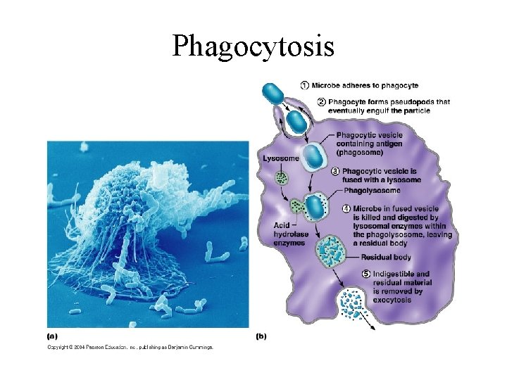 Phagocytosis 