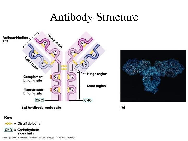 Antibody Structure 