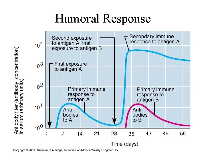Humoral Response 