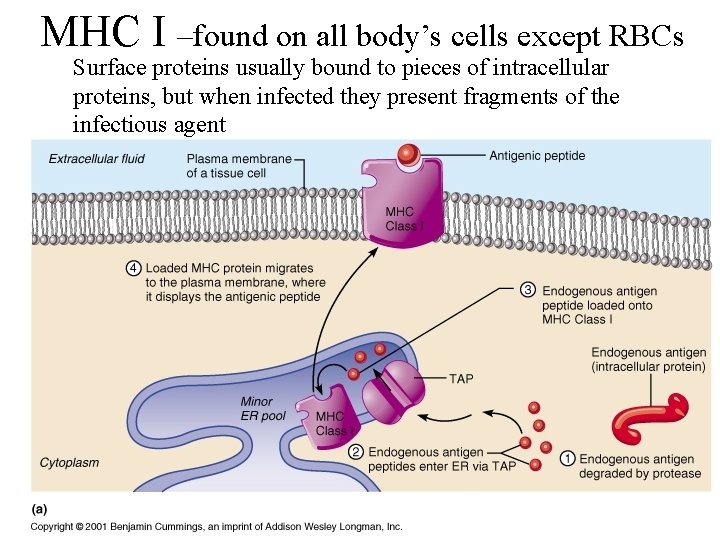 MHC I –found on all body’s cells except RBCs Surface proteins usually bound to