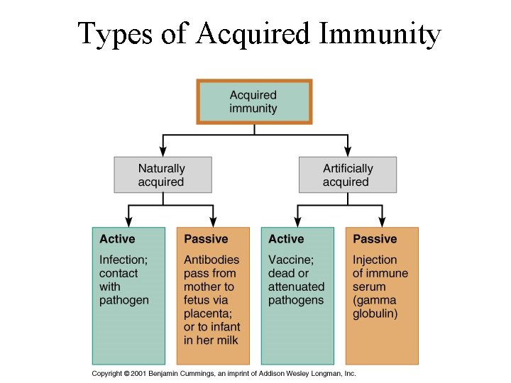 Types of Acquired Immunity 