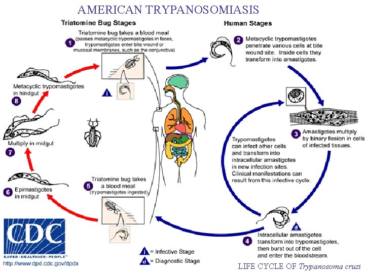 AMERICAN TRYPANOSOMIASIS LIFE CYCLE OF Trypanosoma cruzi 