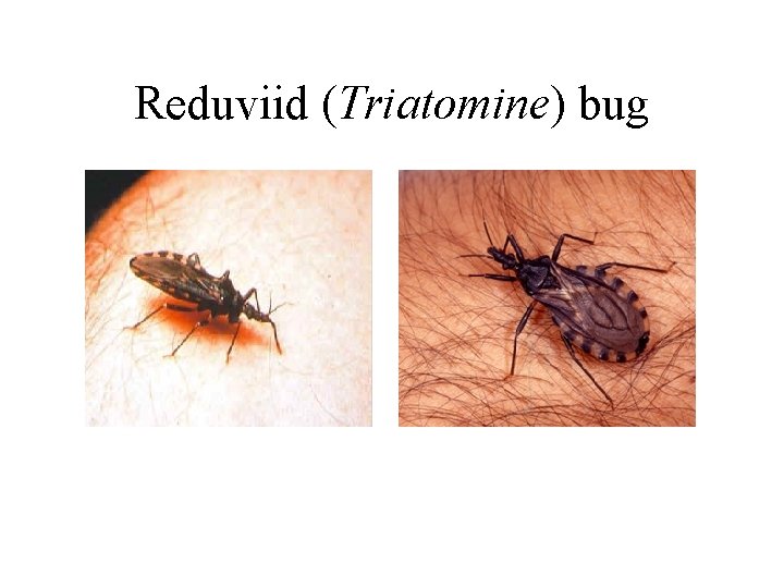 Reduviid (Triatomine) bug 