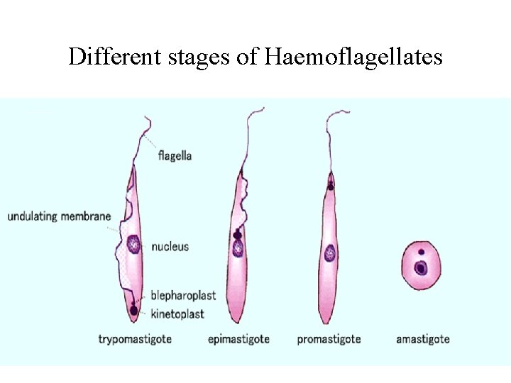 Different stages of Haemoflagellates 
