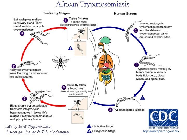 African Trypanosomiasis Life cycle of Trypanosoma brucei gambiense & T. b. rhodesiense 