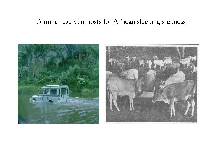 Animal reservoir hosts for African sleeping sickness 