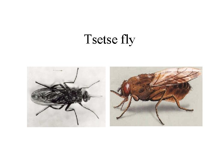 Tsetse fly 