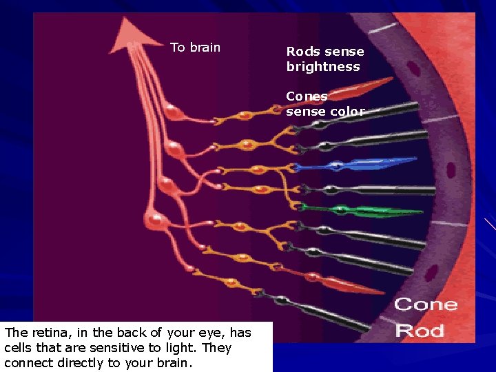 To brain Rods sense brightness Cones sense color The retina, in the back of