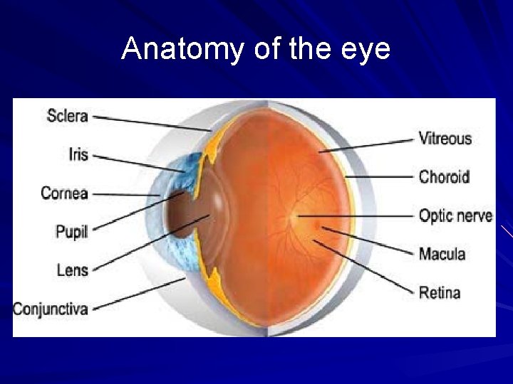 Anatomy of the eye 