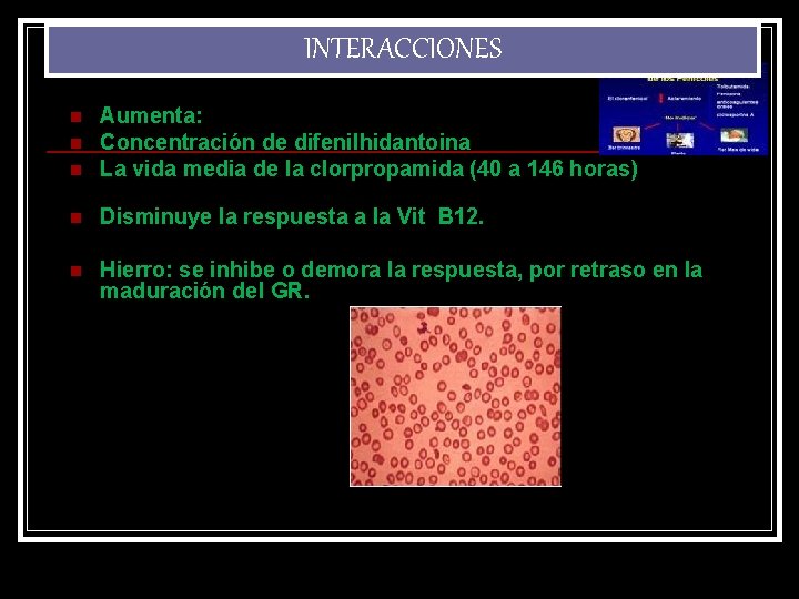 INTERACCIONES n Aumenta: Concentración de difenilhidantoina La vida media de la clorpropamida (40 a