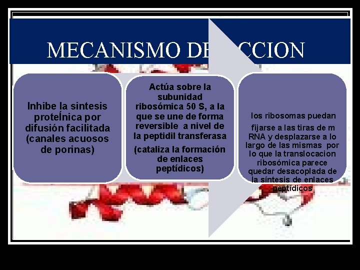 MECANISMO DE ACCION Inhibe la sintesis proteÍnica por difusión facilitada (canales acuosos de porinas)